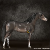 Horse Color:White Spotted Liver Chestnut 