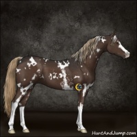 Horse Color:White Spotted Liver Chestnut 