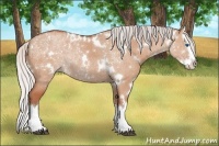 Horse Color:White Spotted Silver Bay Dun Sabino Splash Rabicano 