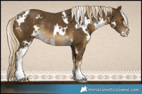Horse Color:White Spotted Chocolate Palomino Mushroom Sabino Rabicano 