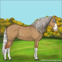 Horse Color:Silver Bay Dun Sabino Splash 
