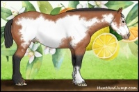 Horse Color:Bay Frame Rabicano 