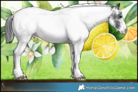 Horse Color:White Spotted Black Rabicano 