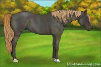 Horse Color:Midnight Smoky Blue Roan Pearl 