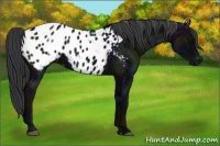 Horse Color:Midnight Black Appaloosa 