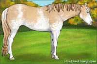 Horse Color:White Spotted Gold Champagne 