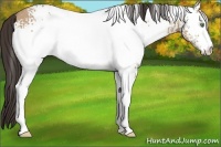 Horse Color:White Spotted Amber Champagne