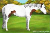 Horse Color:Brown Splash Tobiano Appaloosa 