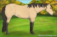 Horse Color:Buckskin