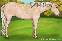 Horse Color:Palomino Ice 