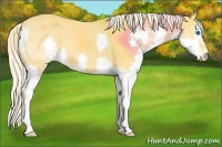 Horse Color:Palomino Splash
