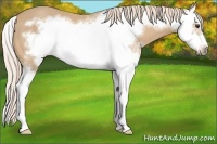 Horse Color:White Spotted Palomino Splash Frame