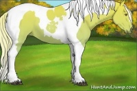 Horse Color:Palomino Tobiano 