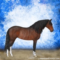 Horse Color:Bay Rabicano 