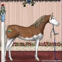 Horse Color:Chestnut Splash