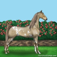Horse Color:White Spotted Chocolate Palomino Roan Dun 