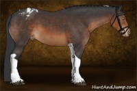 Horse Color:Brown Tobiano Appaloosa 