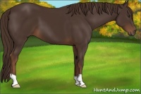 Horse Color:Liver Chestnut