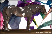 Horse Color:White Spotted Liver Chestnut
