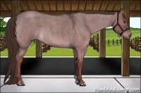 Horse Color:Liver Red Dun Roan 