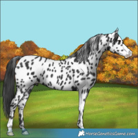 Horse Color:Black Appaloosa 