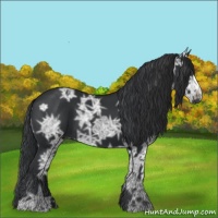 Horse Color:Black Ice 