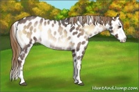 Horse Color:Liver Red Onyx Roan Splash Leopard Rabicano 