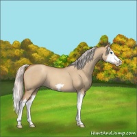 Horse Color:Silver Classic Champagne Dun Splash Frame 