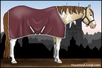 Horse Color:White Spotted Red Dun Appaloosa