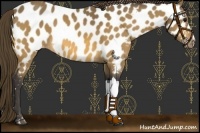 Horse Color:Buckskin Appaloosa 