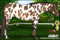 Horse Color:Buckskin Near Leopard 