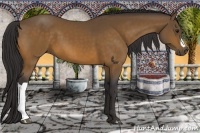 Horse Color:Buckskin 