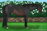 Horse Color:Gray Brown Roan 
