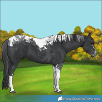 Horse Color:Black Tobiano 