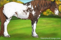 Horse Color:Liver Chestnut Sabino Appaloosa 