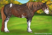 Horse Color:Liver Chestnut Sabino Appaloosa 