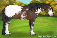 Horse Color:Liver Chestnut Sabino Appaloosa 