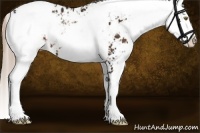 Horse Color:Liver Chestnut Sabino Appaloosa 