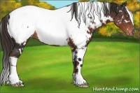 Horse Color:White Spotted Liver Chestnut Appaloosa 