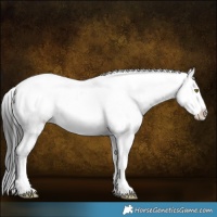 Horse Color:Liver Chestnut Sabino Snowcap 