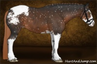 Horse Color:Liver Chestnut Sabino Appaloosa 