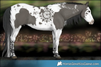 Horse Color:Grullo Splash Tobiano 