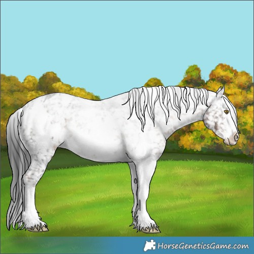 Horse Color:White Spotted Liver Chestnut Sabino Appaloosa 