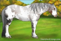 Horse Color:White Spotted Liver Chestnut Sabino Appaloosa 