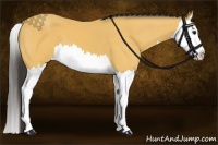 Horse Color:Buckskin Splash