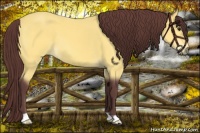 Horse Color:Chocolate Buckskin 