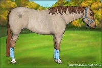 Horse Color:Red Dun Roan Rabicano