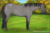 Horse Color:Grullo Roan 