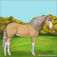 Horse Color:Palomino Splash 