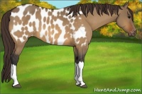 Horse Color:Bay Dun Appaloosa 